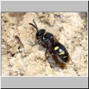 Nysson trimaculatus - Grabwespe 03a 6-7mm OS-Hasbergen Lehmhuegel.jpg